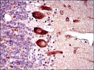 Immunohistochemistry-Paraffin: Keap1 Antibody (7G4B10) [NBP2-37431] - Analysis of  cerebellum tissues using KEAP1 mouse mAb with DAB staining.