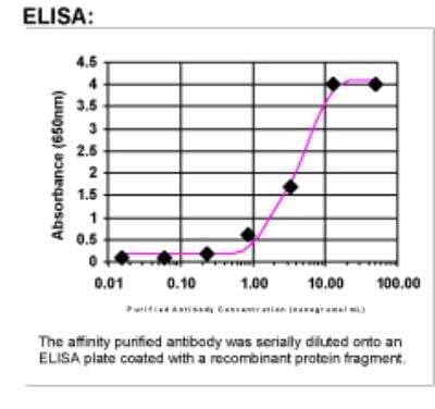 ELISA: Keap1 Antibody [36540002]