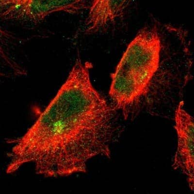 Immunocytochemistry/Immunofluorescence: Keap1 Antibody [NBP1-83106] - Staining of human cell line U-251 MG shows localization to nucleoplasm, cytosol & microtubule organizing center. Antibody staining is shown in green.