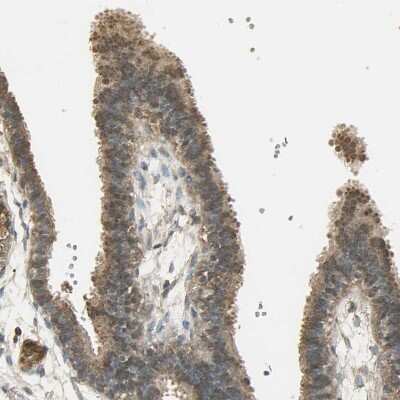 Immunohistochemistry-Paraffin: Keap1 Antibody [NBP1-83106] - Staining of human fallopian tube shows moderate to strong cytoplasmic positivity in glandular cells.