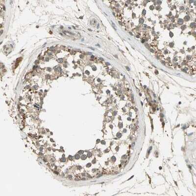 Immunohistochemistry-Paraffin: Keap1 Antibody [NBP1-83106] - Staining of human testis shows weak to moderate cytoplasmic positivity in cells in seminiferous ducts.