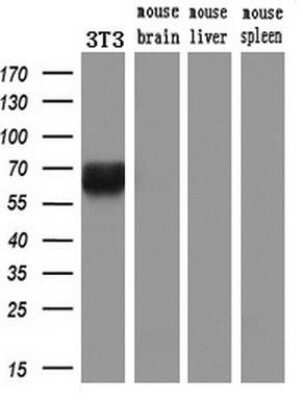 Western Blot: Keap1 Antibody (OTI1B4) - Azide and BSA Free [NBP2-71496] - Analysis of extracts (10ug) from a mouse cell line and 3 different mouse tissues used at a 1:200 dilution.