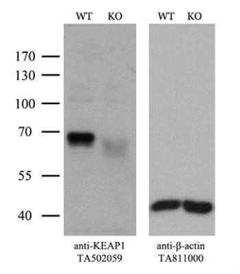 Western Blot: Keap1 Antibody (OTI1B4) - Azide and BSA Free [NBP2-71496] - Equivalent amounts of cell lysates (10 ug per lane) of wild-type Hela cells and KEAP1-Knockout Hela cells were separated by SDS-PAGE and immunoblotted with anti-KEAP1 monoclonal antibody. Then the blotted membrane was stripped and reprobed with anti-beta