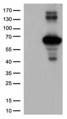 Western Blot: Keap1 Antibody (OTI1B4) - Azide and BSA Free [NBP2-71496] - HEK293T cells were transfected with the pCMV6-ENTRY control (Left lane) or pCMV6-ENTRY KEAP1 (Right lane) cDNA for 48 hrs and lysed. Equivalent amounts of cell lysates (5 ug per lane) were separated by SDS-PAGE and immunoblotted with anti-KEAP1 (1:1000).