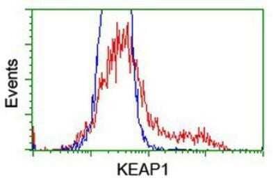 Flow Cytometry: Keap1 Antibody (OTI1B4) [NBP2-03319] - HEK293T cells transfected with either overexpression plasmid (Red) or empty vector control plasmid (Blue) were immunostained by anti-KEAP1 antibody, and then analyzed by flow cytometry.