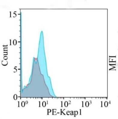 Flow Cytometry: Keap1 Antibody (OTI1B4) [PE] [NBP2-71496PE] - The levels of Keap1 (NBP2-71496PE) were analyzed and quantified using geometric mean fluorescence intensity (MFI) by flow cytometry. Image collected and cropped by CiteAb from the following publication (//pubmed.ncbi.nlm.nih.gov/32765513/) licensed under a CC-BY license.