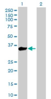 Western Blot: Kelch-Like 3 Antibody [H00026249-B01P] - Analysis of KLHL3 expression in transfected 293T cell line by KLHL3 polyclonal antibody.  Lane 1: KLHL3 transfected lysate(33.11 KDa). Lane 2: Non-transfected lysate.