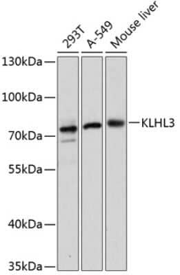 Western Blot: Kelch-Like 3 Antibody [NBP3-03236] - Analysis of extracts of various cell lines, using Kelch-Like 3 antibody at 1:3000 dilution. Secondary antibody: HRP Goat Anti-Rabbit IgG (H+L) at 1:10000 dilution. Lysates/proteins: 25ug per lane. Blocking buffer: 3% nonfat dry milk in TBST.