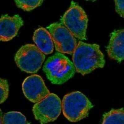 Immunocytochemistry/Immunofluorescence: Kell Antibody [NBP3-17727] - Staining of human cell line HEL shows localization to nucleoplasm & plasma membrane.