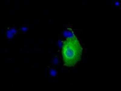 Immunocytochemistry/Immunofluorescence: Ketohexokinase Antibody (OTI1D8) - Azide and BSA Free [NBP2-71069] - Staining of COS7 cells transiently transfected by pCMV6-ENTRY ketohexokinase.