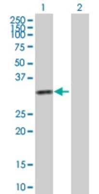 Western Blot: Ketohexokinase Antibody [H00003795-D01P] - Analysis of KHK expression in transfected 293T cell line by KHK polyclonal antibody.Lane 1: KHK transfected lysate(32.70 KDa).Lane 2: Non-transfected lysate.