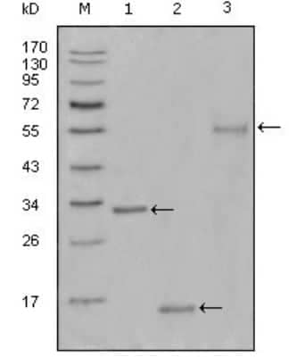 Western Blot: Ki-67/MKI67 Antibody (9C12B2) [NBP2-37676] - Western blot analysis using Ki67 mouse mAb against truncated Trx-Ki67 recombinant protein(1),truncated Ki67 (aa3118-3256)-His recombinant protein(2) and truncated Ki67 (aa3118-3256)-hIgGFc transfected CHO-K1 cell lysate(3).