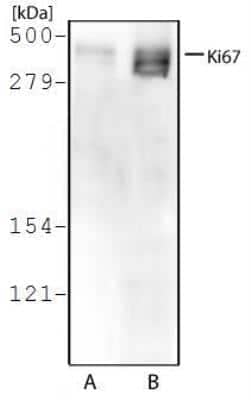 Western Blot: Ki-67/MKI67 Antibody [NB500-170DL594] - A431 (A) and Hek293 (B) cell lysate using Ki67 antibody (NB500-170) at 2 ug/ml.