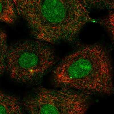 Immunocytochemistry/Immunofluorescence: Kif2a Antibody [NBP2-55116] - Staining of human cell line A549 shows localization to nucleus, nucleoli & centrosome. Antibody staining is shown in green.