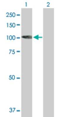 Western Blot: Kif3c Antibody [H00003797-B01P] - Analysis of KIF3C expression in transfected 293T cell line by KIF3C polyclonal antibody.  Lane 1: KIF3C transfected lysate(87.23 KDa). Lane 2: Non-transfected lysate.
