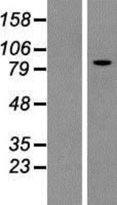 Western Blot Kif3c Overexpression Lysate