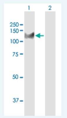 Western Blot: Kif4A Antibody [H00024137-B01P-50ug] - Analysis of KIF4A expression in transfected 293T cell line (H00024137-T01) by KIF4A MaxPab polyclonal antibody.  Lane 1: KIF4A transfected lysate(123.97 KDa). Lane 2: Non-transfected lysate.