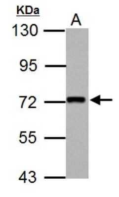 Western Blot: Kindlin-2 Antibody [NBP2-17059] - Sample (30 ug of whole cell lysate) A: A549 7. 5% SDS PAGE gel, diluted at 1:3000.