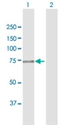 Western Blot: Kindlin Antibody [H00055612-D01P] - Analysis of FERMT1 expression in transfected 293T cell line by FERMT1 polyclonal antibody.Lane 1: FERMT1 transfected lysate(77.40 KDa).Lane 2: Non-transfected lysate.