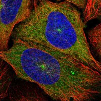 <b>Independent Antibodies Validation. </b>Immunocytochemistry/Immunofluorescence: Kinesin 5B Antibody [NBP2-58450] - Staining of human cell line U-2 OS shows localization to cytosol & microtubule organizing center.