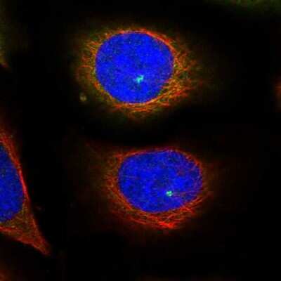 <b>Independent Antibodies Validation. </b>Immunocytochemistry/Immunofluorescence: Kinesin 5B Antibody [NBP2-58451] - Staining of human cell line U-2 OS shows localization to cytosol & microtubule organizing center.