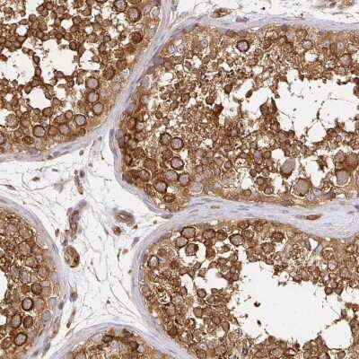 Immunohistochemistry-Paraffin: Kinesin 5B Antibody [NBP2-58450] - Immunohistochemical staining of human testis shows strong cytoplasmic positivity in cells in seminiferous ducts.