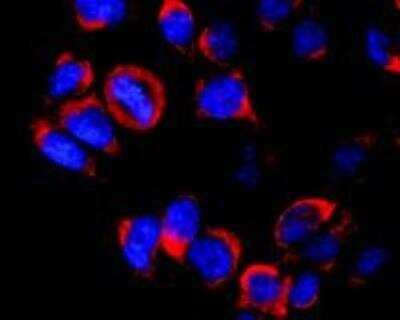 Immunocytochemistry/Immunofluorescence: Kinesin 5B Antibody (KN-02) [NB500-530] - Staining of vesicles (red) in RBL-2H3 rat basophilic leukemia cell line using anti-Kinesin (KN-02). Nuclei were stained with DAPI (blue).