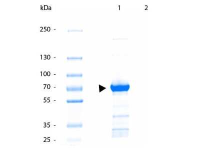 SDS-Page: Kinesin 5B Antibody [NBP2-21667] - SDS-PAGE of Kinesin 5B antibody. Lane 1: Truncated Kinesin-1 Protein. Lane 2: none.Load: 5 ug per lane.Block: coomassie blue for 20 min, destain overnight at RT.Predicted/Observed size: 72 kDa, 72kDa for Kinesin 5B. Other band(s): degradation.