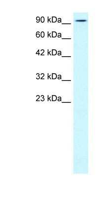 Western Blot: Kinesin 5B Antibody [NBP1-58177] - WB Suggested Anti-KIF5B Antibody Titration: 0.2-1 ug/ml Positive Control: Human brain