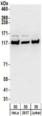 Western Blot: Kinesin 5B Antibody [NBP2-32279] - Samples:  Whole cell lysate (50 ug) from HeLa, 293T, and Jurkat and cells.   Antibodies:  Affinity purified rabbit anti-Kinesin 5B antibody NBP2-32279 used for WB at 1 ug/ml. Detection: Chemiluminescence with an exposure time of 30 seconds.