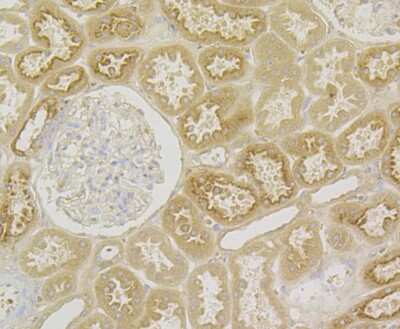 Immunohistochemistry: Kininogen 1 Antibody (JE43-72) [NBP2-76883] - Immunohistochemical analysis of paraffin-embedded human kidney tissue using anti-Kininogen 1 antibody. The section was pre-treated using heat mediated antigen retrieval with Tris-EDTA buffer (pH 8.0-8.4) for 20 minutes. The tissues were blocked in 5% BSA for 30 minutes at room temperature, washed with ddH2O and PBS, and then probed with the antibody at 1/100 dilution, for 30 minutes at room temperature and detected using an HRP conjugated compact polymer system. DAB was used as the chrogen. Counter stained with hematoxylin and mounted with DPX.