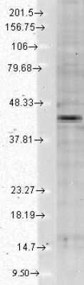 Western Blot: Kir2.2 Antibody (S124B-38) [NBP2-12901] - analysis of Human Cell lysates showing detection of Kir2.2 Potassium Channel protein using Mouse Anti-Kir2.2 Potassium Channel Monoclonal Antibody, Clone S124B-38 . Load: 15 ug protein. Block: 1.5% BSA for 30 minutes at RT. Primary Antibody: Mouse Anti-Kir2.2 Potassium Channel Monoclonal Antibody at 1:1000 for 2 hours at RT. Secondary Antibody: Sheep Anti-Mouse IgG: HRP for 1 hour at RT.