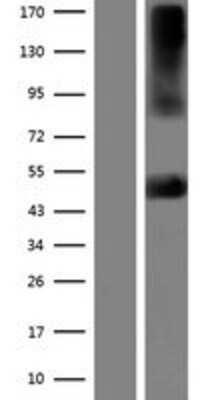 Western Blot: Kir2.2 Overexpression Lysate (Adult Normal) [NBP2-06575] Left-Empty vector transfected control cell lysate (HEK293 cell lysate); Right -Over-expression Lysate for Kir2.2.