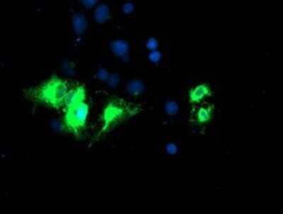 Immunocytochemistry/Immunofluorescence: Kir3.1 Antibody (OTI1G3) - Azide and BSA Free [NBP2-71065] - Staining of COS7 cells transiently transfected by pCMV6-ENTRY Kir3.1.