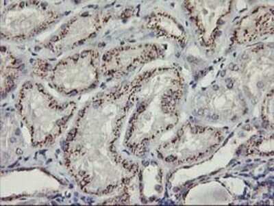 Immunohistochemistry: Kir3.1 Antibody (OTI1G3) - Azide and BSA Free [NBP2-71065] - Staining of paraffin-embedded Human Kidney tissue using anti-Kir3.1 mouse monoclonal antibody.