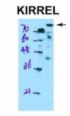 Western Blot Kirrel1/NEPH1 Antibody - BSA Free