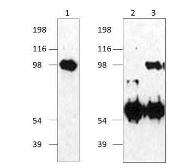 Western Blot Kirrel1/NEPH1 Antibody