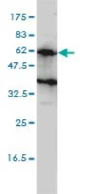 Western Blot: Kirrel2/NEPH3 Antibody (2B9-1D3) [H00084063-M01] - KIRREL2 monoclonal antibody (M01), clone 2B9-1D3 Analysis of KIRREL2 expression in Hela S3 NE.