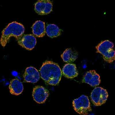 Immunocytochemistry/Immunofluorescence: Kirrel2/NEPH3 Antibody [NBP2-68922] - Staining of human cell line REH shows localization to cytosol & microtubule organizing center. Antibody staining is shown in green.