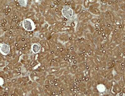 Immunohistochemistry Kirrel3/NEPH2 Antibody - BSA Free