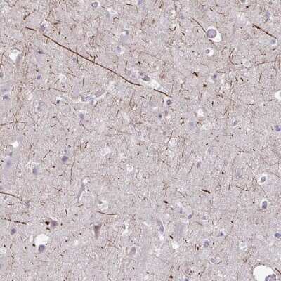 Immunohistochemistry-Paraffin: Kirrel3/NEPH2 Antibody [NBP2-38788] - Staining of human cerebral cortex shows high expression.