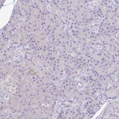 <b>Orthogonal Strategies Validation. </b>Immunohistochemistry-Paraffin: Kirrel3/NEPH2 Antibody [NBP2-38788] - Staining of human pancreas shows low expression as expected.