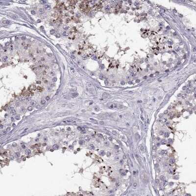 Immunohistochemistry-Paraffin: Klkbl4 Antibody [NBP1-88043] - Staining of human testis shows high expression.