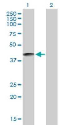 Western Blot: Klkbl4 Antibody [H00221191-B01P] - Analysis of KLKBL4 expression in transfected 293T cell line by KLKBL4 polyclonal antibody.  Lane 1: Klkbl4 transfected lysate(42.13 KDa). Lane 2: Non-transfected lysate.