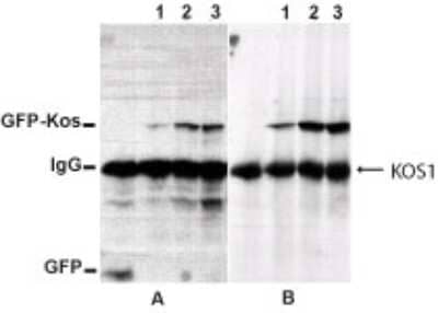 Western Blot: Kos1/Tnk1 Antibody [NB300-237] - T47D cells expressing GFP/GFP-Kos were lysed in RIPA lysis buffer. 500ug protein from clarified cell lysates was immunoprecipitated with an anti-GFP antibody. The washed immunoprecipitates were electrophoresed on 8% SDS-PAGE gel and the proteins were transferred to nitrocellulose membrane. Panel A indicates GFP and GFP-Kos when probed with anti-GFP antibody. The blot was stripped thereafter, and GFP-Kos was detected with Kos1/Tnk1 antibody (NB300-237) at a dilution of 1:1000