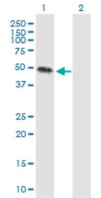 Western Blot: Kremen-2 Antibody [H00079412-B01P] - Analysis of KREMEN2 expression in transfected 293T cell line by KREMEN2 polyclonal antibody.  Lane1:KREMEN2 transfected lysate(46.2 KDa). Lane2:Non-transfected lysate.
