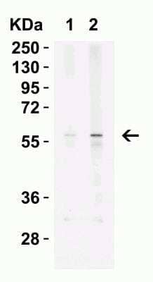Western Blot: Kremen-2 Antibody [NBP2-22339] - Western Blot Validation in Mouse Spleen Tissue Lysate. Loading: 15 ug of lysates per lane. Antibodies: KREMEN2 NBP2-22339 (Lane 1: 1 ug/mL and Lane 2: 2 ug/mL, 1h incubation at RT in 5% NFDM/TBST. Secondary: Goat anti-rabbit IgG HRP conjugate at 1:10000 dilution.
