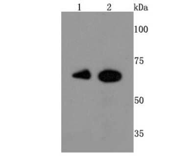 Western Blot: Ku70/XRCC6 Antibody (JM61-31) [NBP2-66920] - Analysis of Ku 70 on different cells lysates using anti-Ku 70 antibody at 1/500 dilution. Positive control:  Line 1: Hela  Line 2: Jurkat