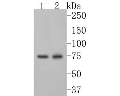 Western Blot: Ku70/XRCC6 Antibody (JM61-31) [NBP2-66920] - Western blot analysis of Ku70/XRCC6 on different lysates. Proteins were transferred to a PVDF membrane and blocked with 5% BSA in PBS for 1 hour at room temperature. The primary antibody (1/500) was used in 5% BSA at room temperature for 2 hours. Goat Anti-Rabbit IgG - HRP Secondary Antibody (HA1001) at 1:5,000 dilution was used for 1 hour at room temperature. Positive control: Lane 1: Hela cell lysate Lane 2: Jurkat cell lysate
