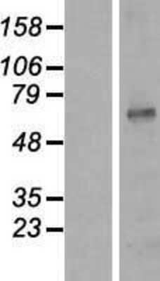 Western Blot: Kv1.3 Overexpression Lysate (Adult Normal) [NBP2-10816] Left-Empty vector transfected control cell lysate (HEK293 cell lysate); Right -Over-expression Lysate for Kv1.3.